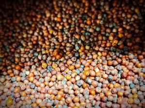 Recette N°288 - Lait végétal de ragi - Crédit photo izart.fr