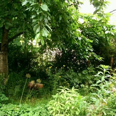 Recette N°117 - Vin de merise 2018 - Crédit photo izart.fr