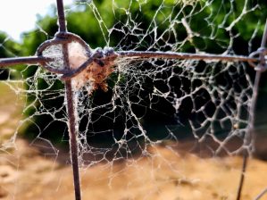 Ébouillantée ou empoisonnée - Crédit photo izart.fr
