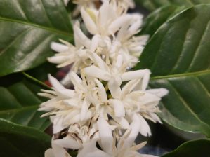 Un parfum sucré dans l'air - Crédit photo izart.fr